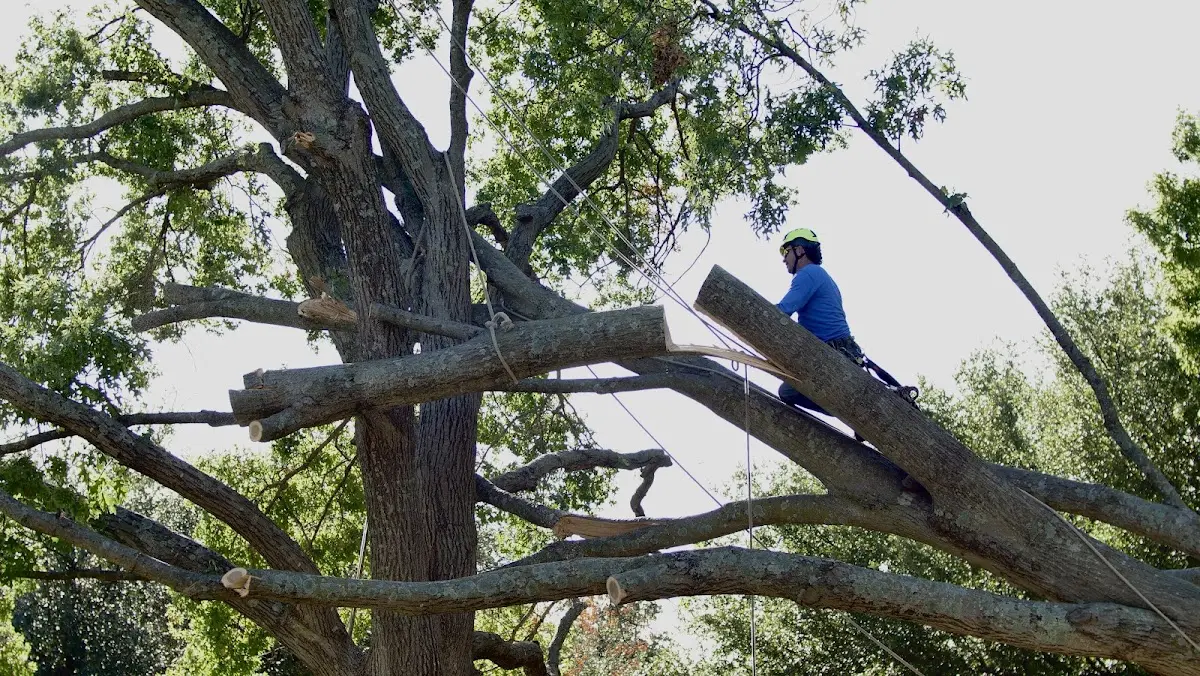 Professional Crown Thinning performed by certified arborists in Seanor